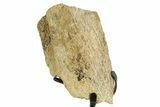 Fossil Triceratops Rib Section w/ Metal Stand - South Dakota #363602-1